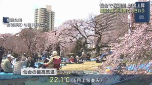 仙台で桜満開　気温上昇　２２．１℃と６月上旬並みの暖かさ　桜の名所「榴岡公園」多くの花見客でにぎわう