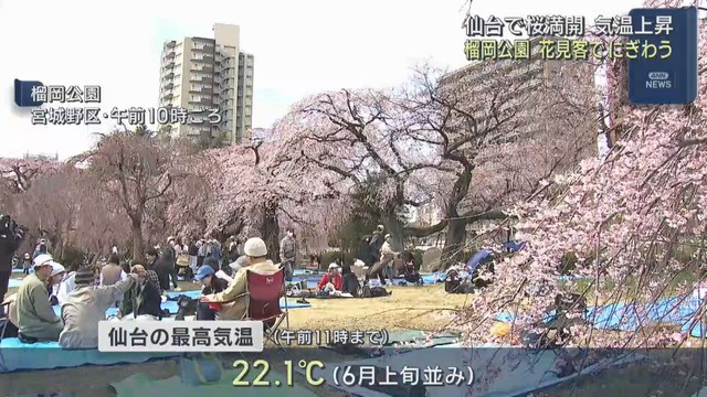仙台で桜満開　気温上昇　２２．１℃と６月上旬並みの暖かさ　桜の名所「榴岡公園」多くの花見客でにぎわう