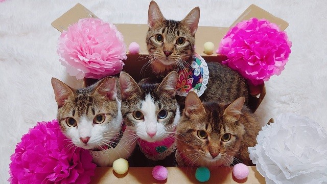 まるで「双子にゃん」…三毛猫ちゃんが三毛柄バッグに「そっくり」と