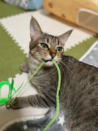 ヒモで遊ぶのに夢中＝とうふさん（@uratakaxx）提供