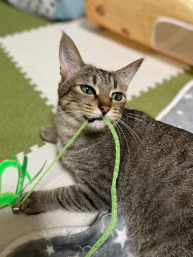 ヒモで遊ぶのに夢中＝とうふさん（@uratakaxx）提供