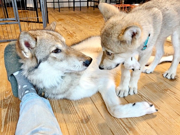 先住の姉犬と、ユニくん（画像提供：もぐさん）