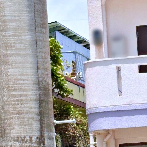 じっと見つめるテンマくんと、配達員さんに気をとられるサクマくん（画像提供：あきのりさん）