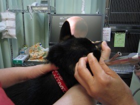犬の耳の病気　甘く見ると重大サインを見落としがち