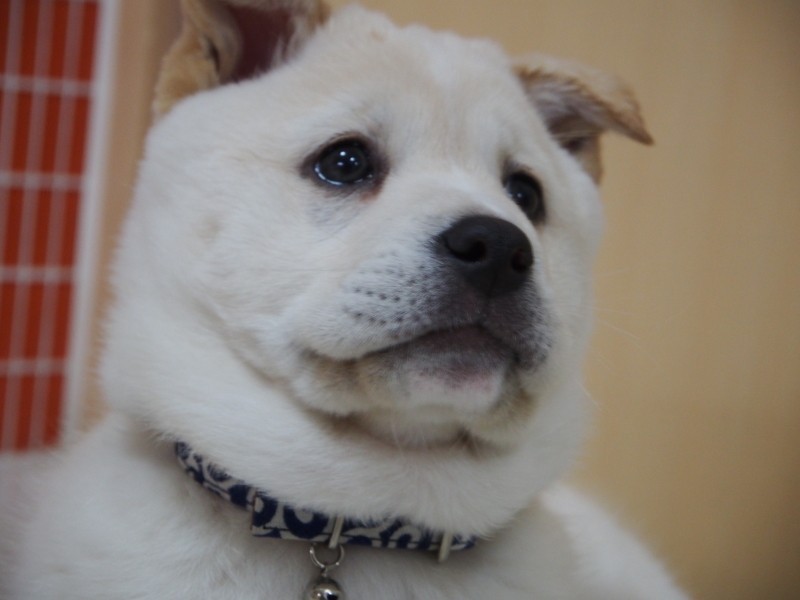 家にきたころの「丸太」