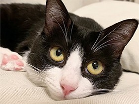 お兄ちゃん猫と一緒に家族をハッピーにする白黒MIX「もな」