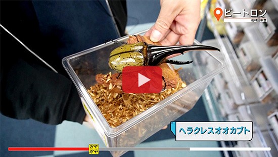 #525ビートロン①