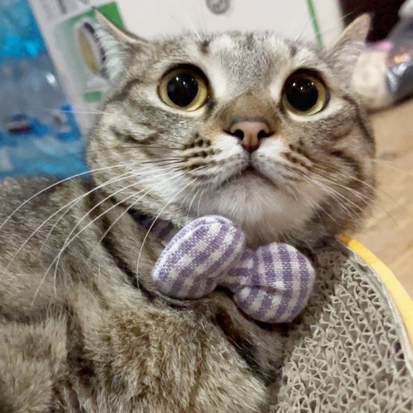 2歳を迎えたちゃちゃまるちゃん（画像提供：ろばちゃむさん）