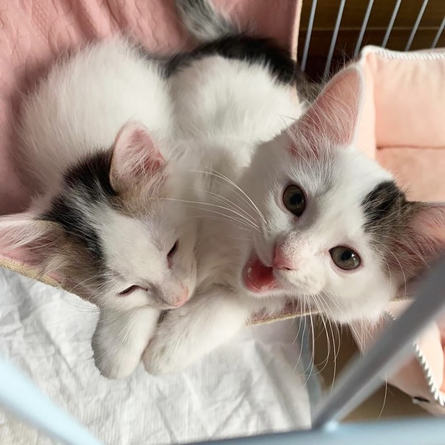 子猫4匹のうち、先立って2匹に「うちにおいで」の声が！