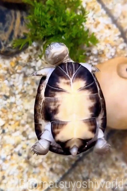一瞬ヒヤッ……！」水面で“ヘソ天”するカメに3.1万いいね 自力で戻れるの