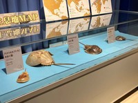 世界のカブトガニのはく製