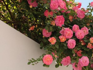 自分に似合わないと思って「ピンク」が憎かった十代の私へ