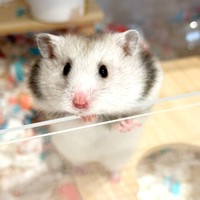 予想外のハプニングに見舞われたまろちゃん（画像提供：まろとsaeさん）