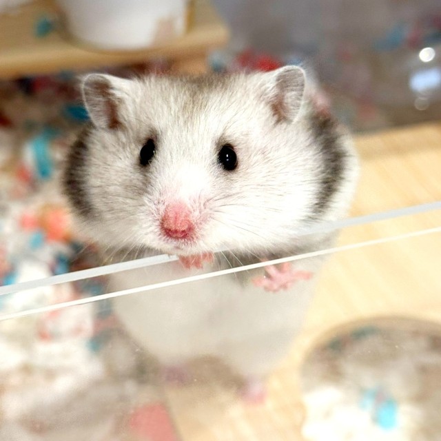 予想外のハプニングに見舞われたまろちゃん（画像提供：まろとsaeさん）