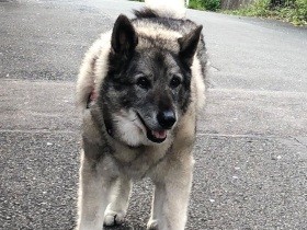 ふ～、おうち着いた　ノルウェジアンエルクハウンド「ラルク」　