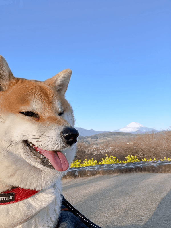 ママの手編みの服を着てお散歩。青空に笑顔が映えるココちゃん（画像提供：柴犬のココとヨッシーのDIYさん）