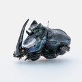昆虫好きも驚愕する「BRUTUS特別編集 合本 珍奇昆虫 Bizarre Insects Handbook」