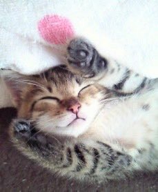 お迎え時のまろちゃん（画像提供：こまちさん）