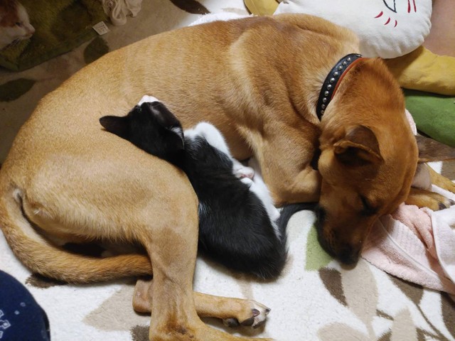 この角度と柔らかさが気持ちいいんだニャ～