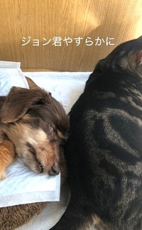 ジョンくんやすらかに（たいしおさん提供、Instagramよりキャプチャ撮影）