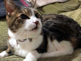 迷いネコ捜索費もカバーする保険、東京海上日動が発売