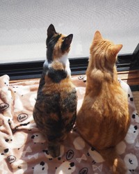 テトちゃん（右）とニャルソック中、動きがシンクロ