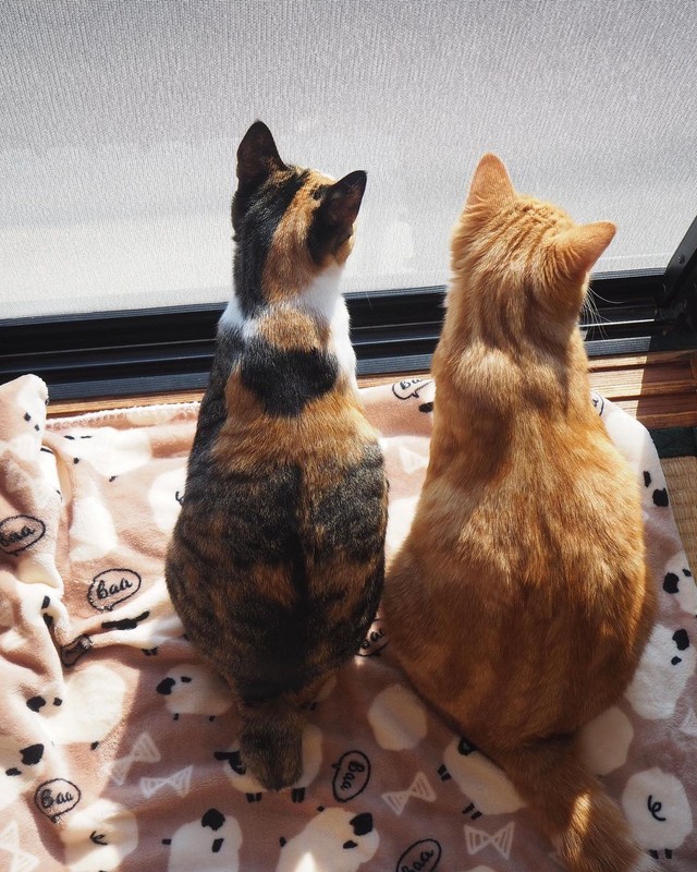 テトちゃん（右）とニャルソック中、動きがシンクロ