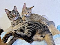 兄猫・るなくんの上にのって過ごすこまちゃん（画像提供：むぎさん）