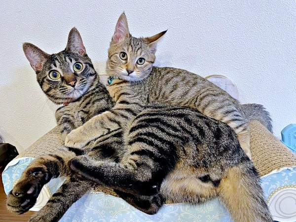 兄猫・るなくんの上にのって過ごすこまちゃん（画像提供：むぎさん）