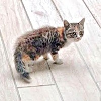 1年前、庭のテラスに現れたすずめちゃん（画像提供：コハク8号のお店屋さん）