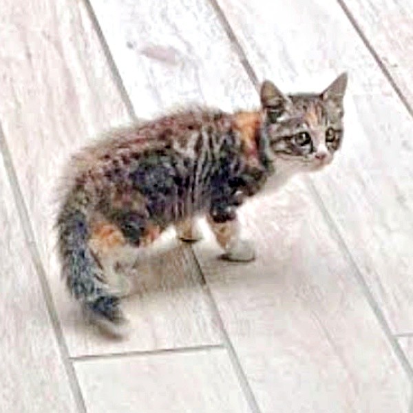1年前、庭のテラスに現れたすずめちゃん（画像提供：コハク8号のお店屋さん）
