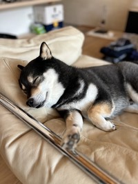 スヤァ…眠る姿はあどけない子犬のよう（画像提供：黒柴ロクさん）
