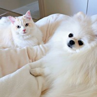 仲良くくつろぐ（左から）だいふくくん、ゆきみちゃん（画像提供：ゆきみとだいふくさん）