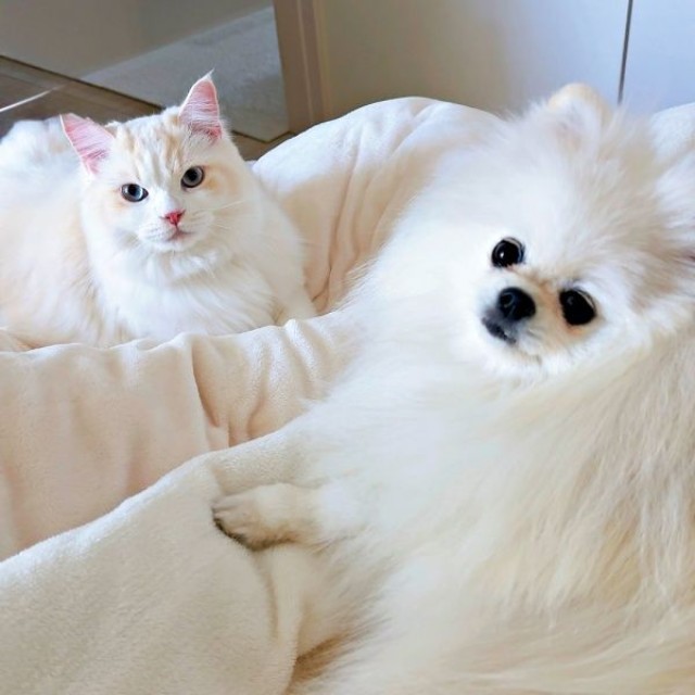 仲良くくつろぐ（左から）だいふくくん、ゆきみちゃん（画像提供：ゆきみとだいふくさん）