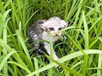 草むらで、びしょ濡れになって鳴いていたあめちゃん（画像提供：まつしょーとあめちゃん）
