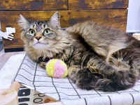 今日はボール遊びに気分！？ 飼い主さんを見上げるもなかちゃん（画像提供：おはぎともなかと時々オトンさん）