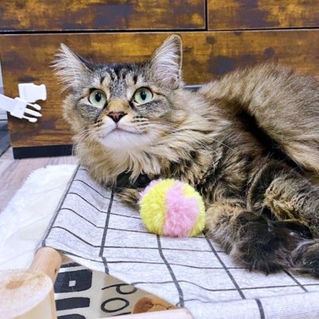 今日はボール遊びに気分！？ 飼い主さんを見上げるもなかちゃん（画像提供：おはぎともなかと時々オトンさん）