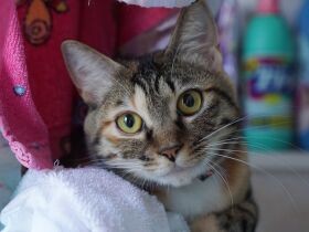 ゴルフ場にいた小さな体の三毛猫　少女に見守られ家猫になる