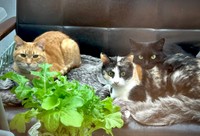 サユヤスさんのお宅の猫たち（サユヤスさん提供）
