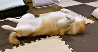 へそ天で寝そべる瑚子ちゃん（画像提供：柴犬 瑚子さん）