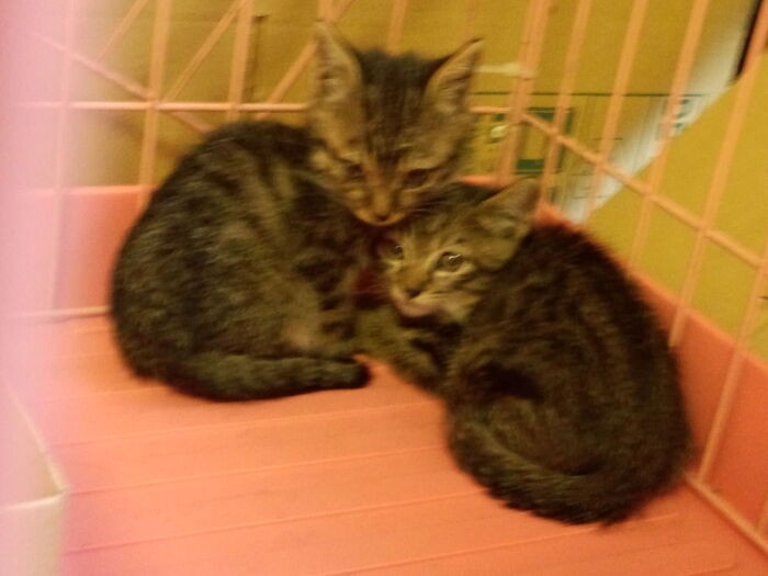 うちへやってきた日のアルとベル。ベルのほうが体が少し大きくて、それでもやせっぽちで、びくびくしていました。