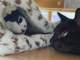 生い立ちが違う猫２匹、同時に迎えた　互いに友達でありライバル「一緒でよかった」