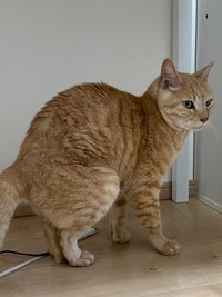 トイレじゃないところでふんばりがちな、小紅くん（画像提供：猫整体 キュベレイさん）