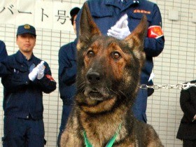 警察犬「アル」が退任　９年半４９５件出動、本部長賞誉２度