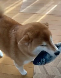 「魚」は見せるだけ。渡さずに持ち帰るのがすずちゃんのスタイル（動画からキャプチャー／画像提供：ミニすずさん @RKfWUAQ1xbOEEAp）