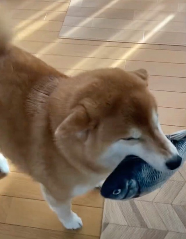 「魚」は見せるだけ。渡さずに持ち帰るのがすずちゃんのスタイル（動画からキャプチャー／画像提供：ミニすずさん @RKfWUAQ1xbOEEAp）