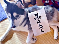 2026年の書き初め「黒はんぺん」とおとびくんのツーショット（画像提供：おとび シベリアンハスキー（カイヌシ：ナルコ）さん）