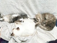 左から叢雲(むらくも)くん、姫ちゃん、篠(しの)ちゃん（画像提供：marminさん）