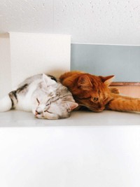 添い寝するほど仲良しのとろろ（左）とおかか