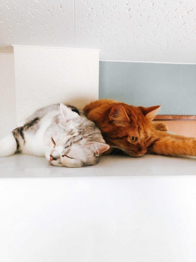 添い寝するほど仲良しのとろろ（左）とおかか